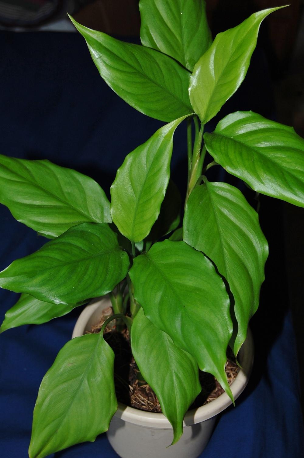 Aglaonema modestum